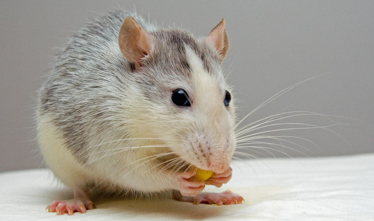 karma dla szczura