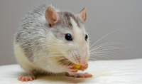 Wszystko, co trzeba wiedzieć o opiekowaniu się szczurami