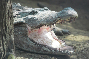 Jak się radzi a aligatorami na Florydzie
