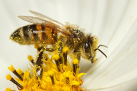 Pszczoły miodne kontra szerszenie